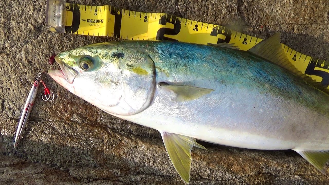 【ショアジギング】周防大島の地磯からシーバスロッドで青物とバトルする男！
