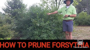 How to prune Forsythia | How to care for Forsythia