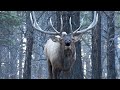 Elk Camp Episode 1- Screaming Bulls