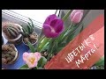 Выгонка тюльпанов к 8 марта от Посадки до Цветения@