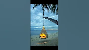 Which One Would You Choose Ark Patrol Let Go Shorts Relaxing Live 