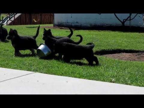 shih tzu puppies for sale in chesapeake va chesapeake bay retriever grooming funnydog tv shih tzu puppies for sale in chesapeake va chesapeake bay retriever grooming funnydog tv