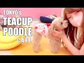 Visiting Japan's Dog Cafe in Akihabara