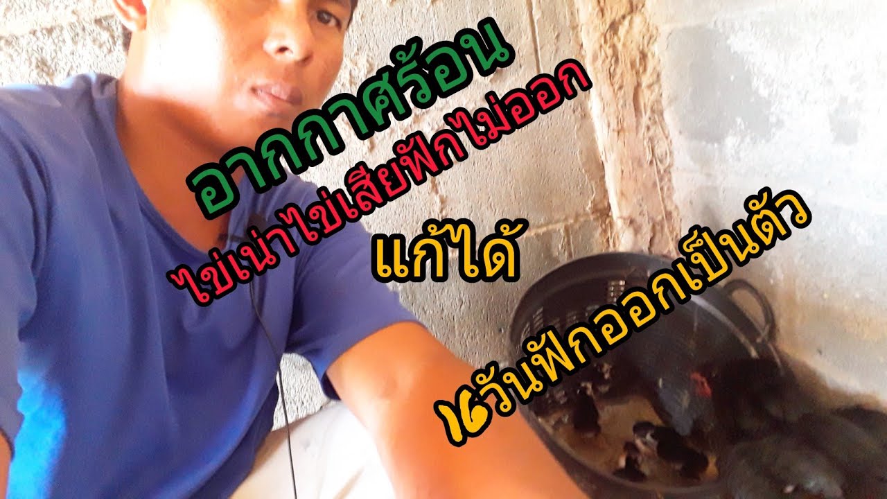 อากาศร้อน ไก่ฟักไม่ออก ไข่เน่า แก้ได้ง่ายๆ