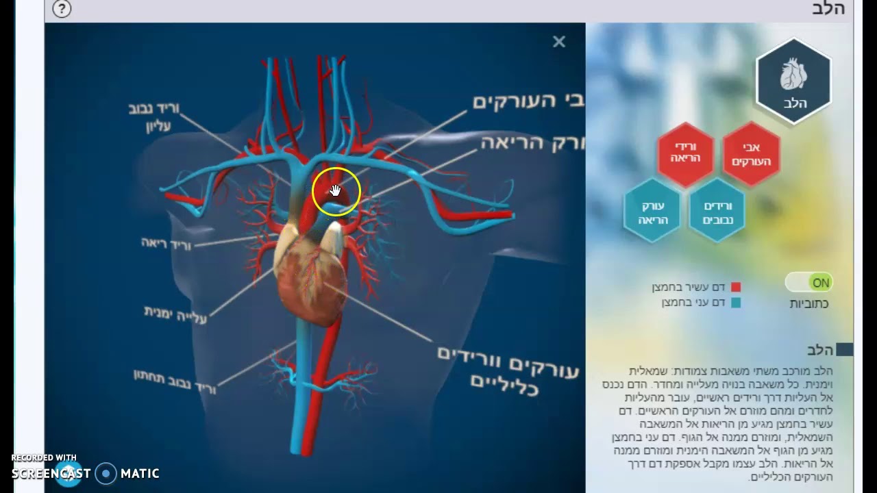 מבנה הלב - YouTube