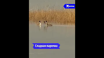 Брачные игры пары чомг на озере Благодатное