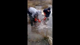 Бурштин,Видобуток бурштину на полях,Wydobywa się bursztyn w ukrainie, прикол. Бурштин,Видобуток бурштину на полях,Wydobywa się bursztyn w ukrainie, прикол.