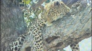Tanzania Leopard Hunt Part 1