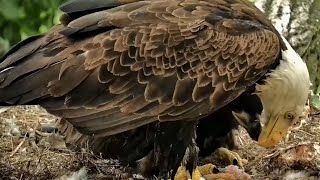 Decorah Eagles. HM brings a huge fish \& feeds breakfast to a squeeing DH2 - explore.org 06-02-2023