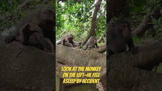 Sleepy Monkey On The Lefttoo Tired To Keep Going