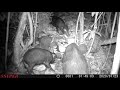 Feral hog snare activity