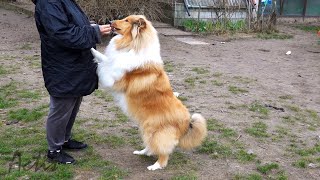 COLLIE rough puppy sable dog MARVEL