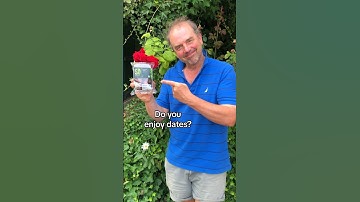 Grow a medjool date from the supermarket #growyourgroceries #medjooldates #palmtrees  #houseplants