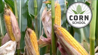 Corn School: What are 'tip back' ears telling you?