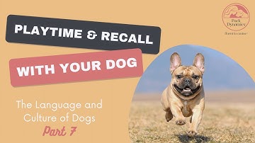 The Language & Culture of Dogs - Part 7 - Playtime and Recall with Dogs