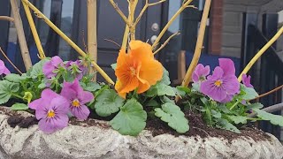 Spring Gardening Chores: Dressing-Up My Porch For The Season