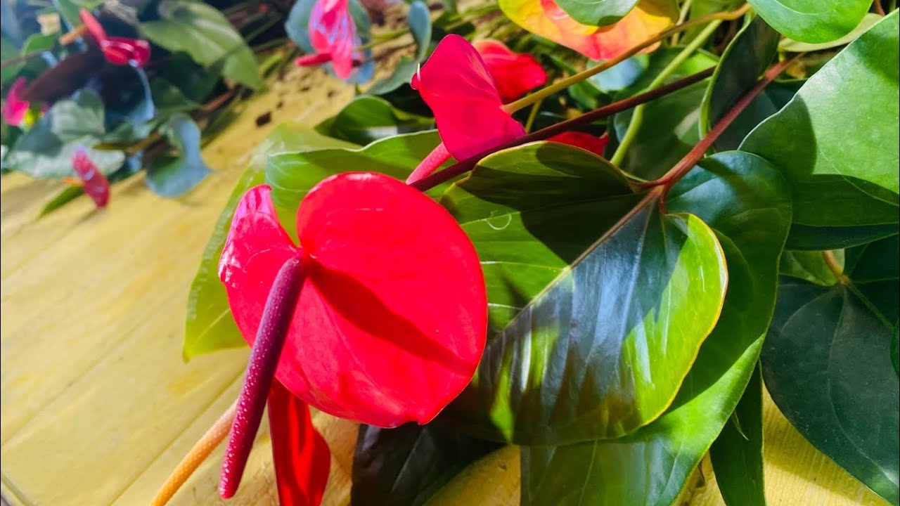 2476👉ඔන්න  වාසියක් ඔයාලට මල්පිරුනු ලස්සනම එයාලා 10ක්ම රු9900 ක් විතරයි.අවශය අය කතා කරන්න 0764090776 