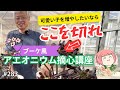 【保存版】アエオニウムの増やし方まとめ|カット・摘心・挿し木すべて見せます👀【多肉植物】No283