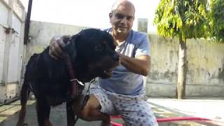 #DogBath #Rottweiler #DogGrooming #Summercare # Baadal Bhandaari # Pathankot 9878474748