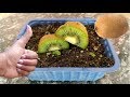 How to grow Kiwi from seed at home | कीवी घर पे उगाएं ( English Subtitle )