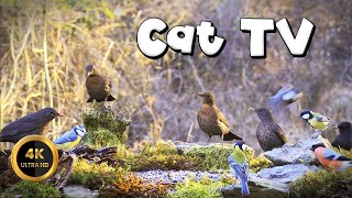 Cat TV for Cats to Watch 🐈 - Birds In The Forest🐦‍⬛(4K) by Birdies Buddies 3,139 views 4 days ago 8 hours, 35 minutes