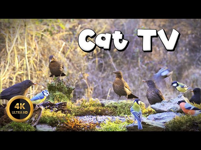 Cat TV for Cats to Watch 🐈 - Birds In The Forest🐦‍⬛(4K) class=