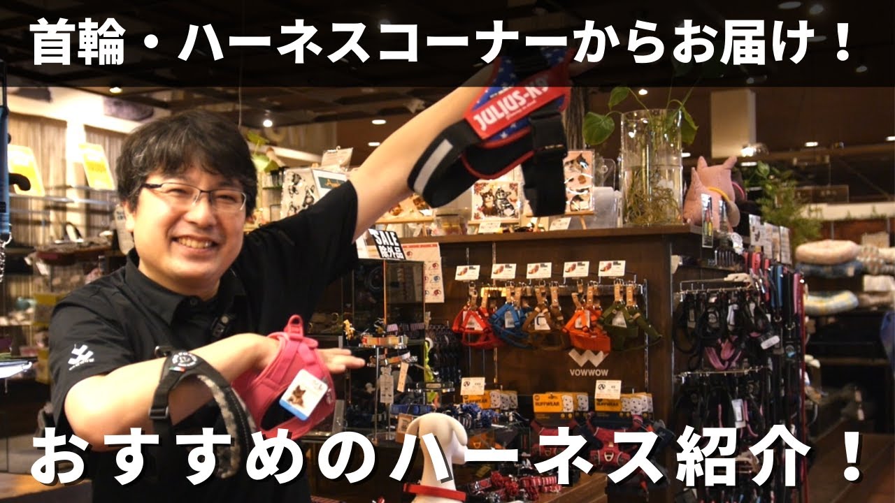 ハーネスコーナーからお届け！当店おすすめの犬用ハーネスを接客の様に解説します！