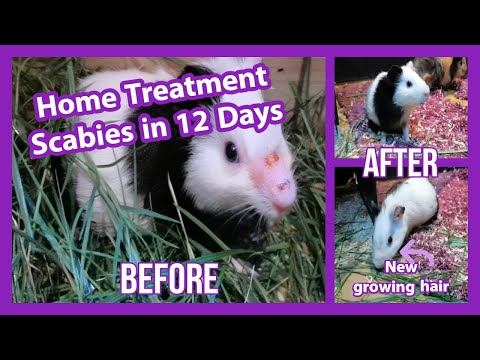 How to Treat Scabies on Guinea Pig with Home Treatment. Cured within 12 Days. Repeat Day by Day.