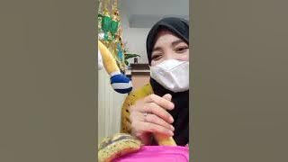 jilbab ngelus pisang 2022