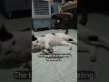 This cat's hunting skills are insane! 😲 #funnycat #shorts