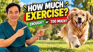How Much Exercise Does Your Dog REALLY Need