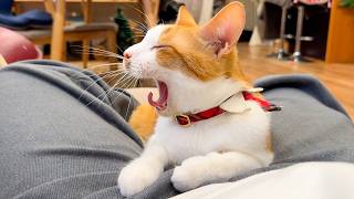 飼い主の足の隙間が好きすぎて一瞬で飛び込んできました