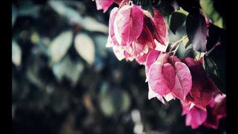 الشيخ علاء المزجاجي - سوره طه