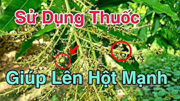 Sử Dụng Thuốc Giúp Xoài Lên Hột Mạnh | Kích Bông Xoài