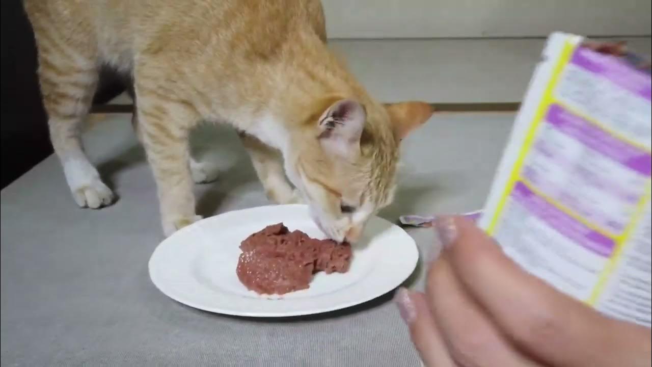 My Hungry Cat Eat Their Favorite Wet Food ASMR YouTube