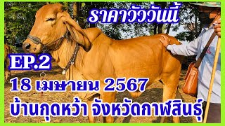 EP.2 #ราคาวัววันนี้ 18 เมษายน 2567 #ตลาดวัวบ้านกุดหว้า อำเภอกุฉินารายณ์ จังหวัดกาฬสินธุ์