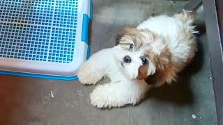 My cute Shih Tzu puppy don't want to potty train!