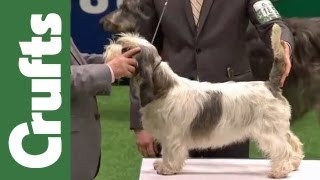 Group Judging (Hound) and Presentation  Crufts 2012