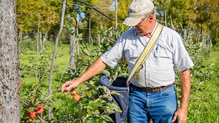 Prairie Apple Orchard by Prairie Farm Report 6,371 views 4 years ago 6 minutes, 21 seconds