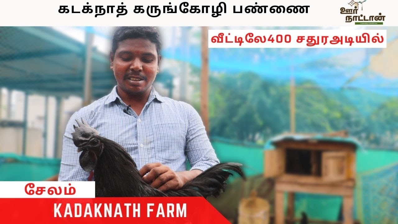 வீட்டிலே 400 சதுர அடியில் மாதிரி கடக்நாத் பண்ணை | Kadaknath Farm in Salem | Oor Naattan
