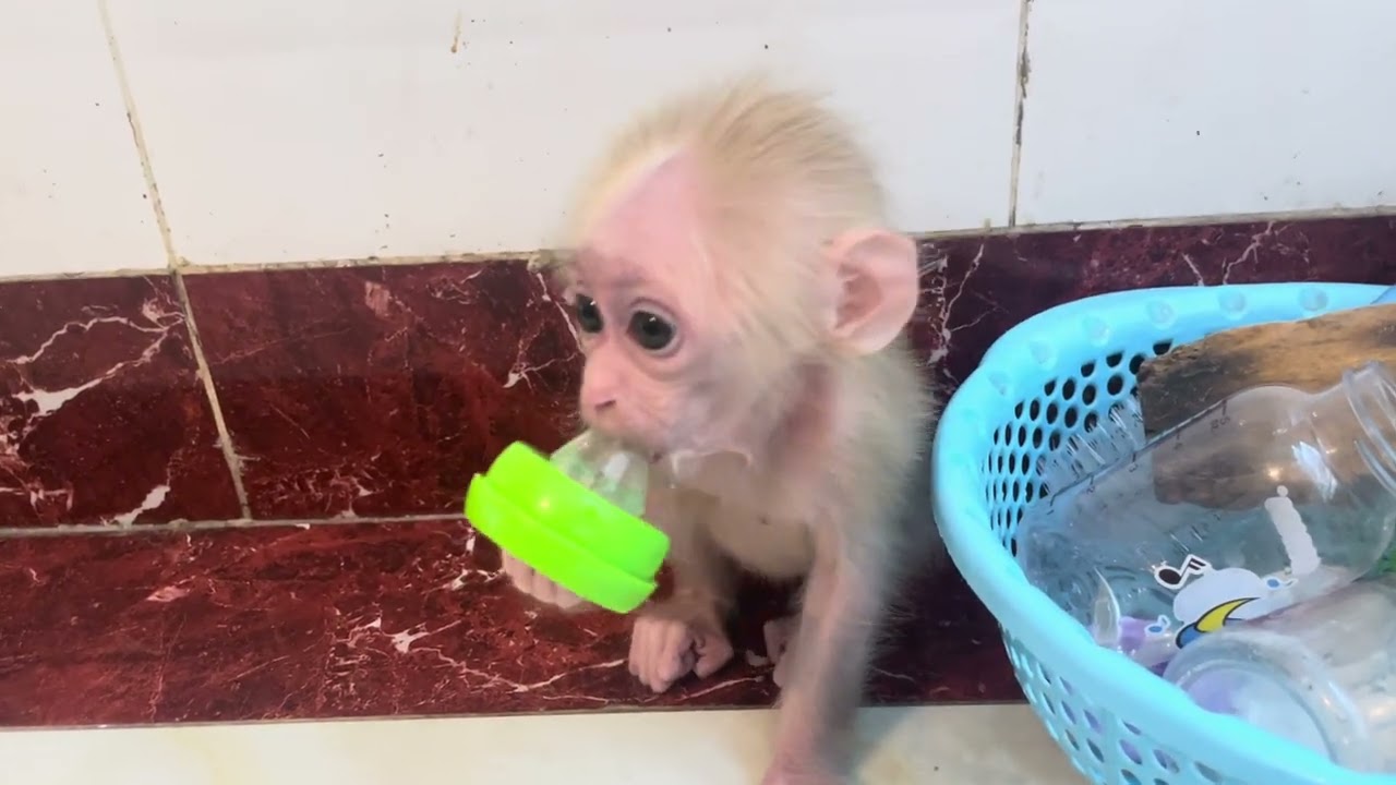 Baby monkey Miker #monkey #monkeybaby #monkeys #monkeyvideo #monkeydluffy #monkeylove #monkeyking