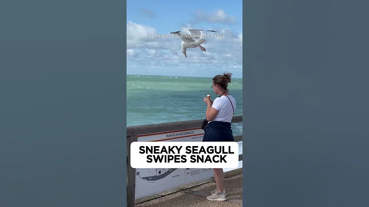 These seagulls are getting crafty with their sneak attacks!