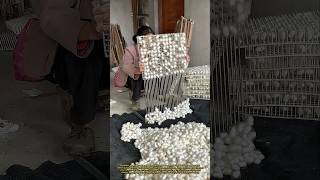 Silk Cocoon Sorting Process – Traditional Method with Smart Efficiency