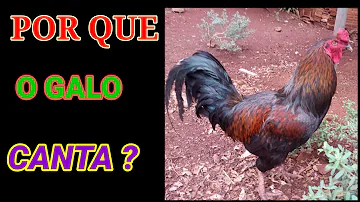 Qual é o horário que o galo canta?