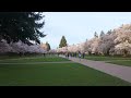 Walking Seattle - UW Link Station to UW Cherry Blossoms to U District Link Station, 2026