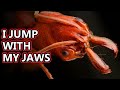 Trap Jaw Ant facts: they move with their mouths! | Animal Fact Files