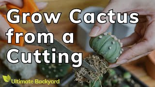 How to Grow a Cactus from a Cutting (Simple Guide)