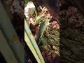 "Athena" #eating a #live 🐀"mouse"🐀