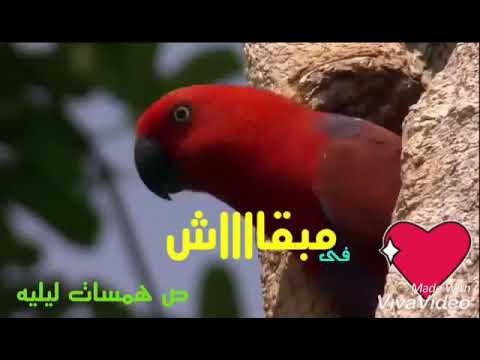 هانى شاكر انسانى وسبنى أنسى