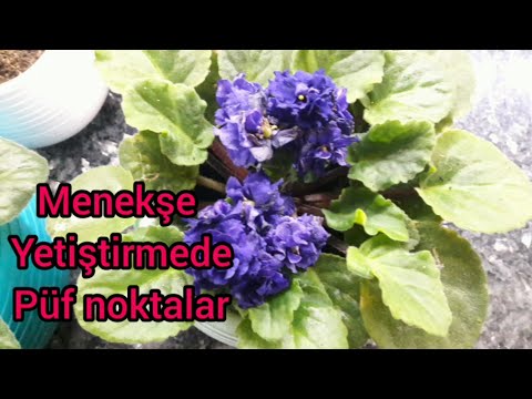 Video: Menekşeler Neden Sararır